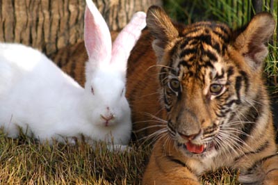 Gong hei faht choy! | Bunny Eats Design