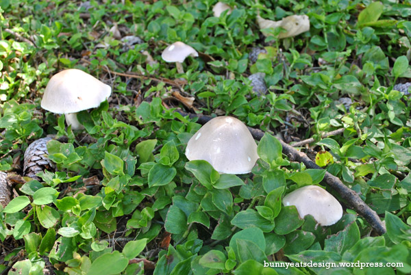 mushroom-garden