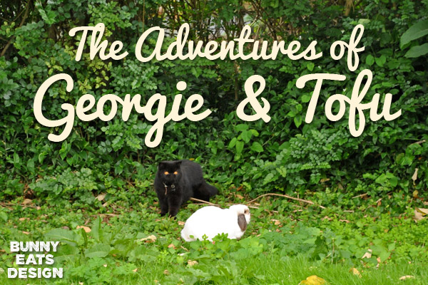 georgie-tofu-blog1