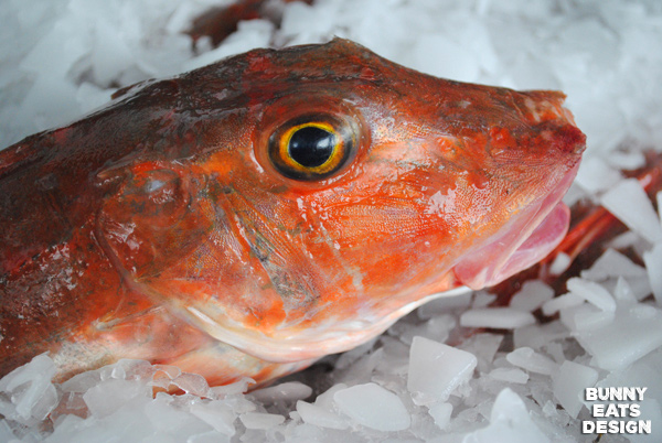 Fresh gurnard