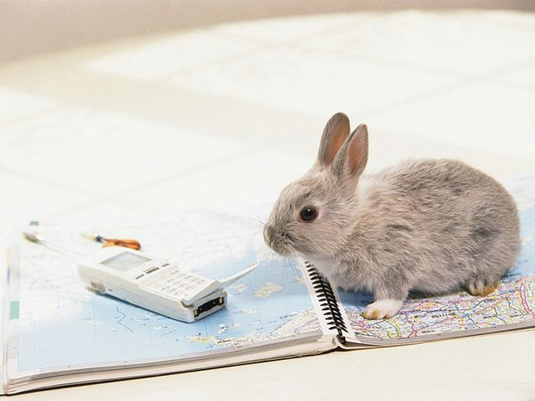 bunny-on-map