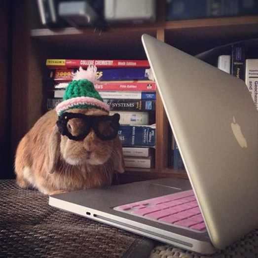 rambo-hipsterbun