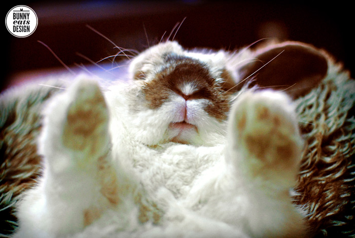 Bunny trance. Ridiculous, I know.