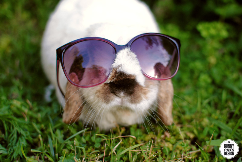 tofu-maxies-glasses-web