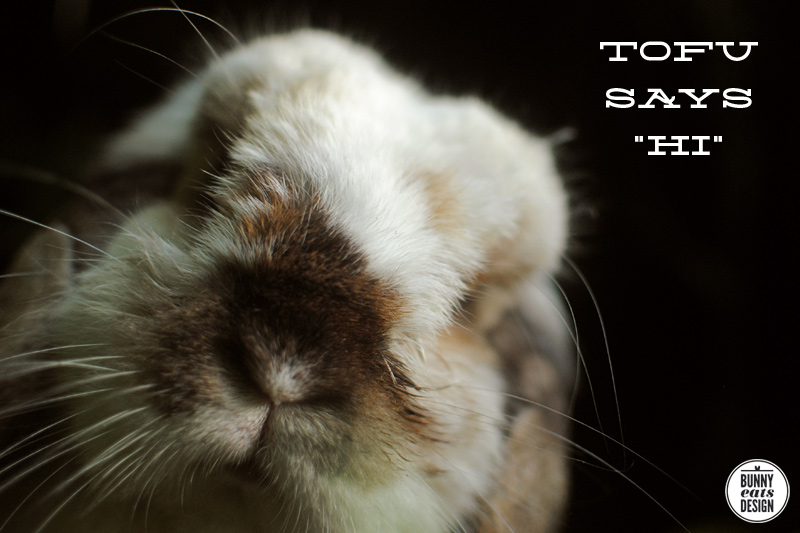 TOFU-NOVEMBER2013-1