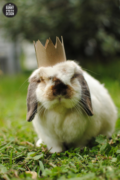 Tofu the bunny wearing a crown