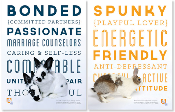 ohio-rabbit-rescue02