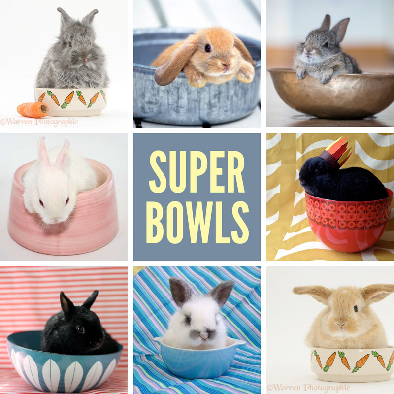 super-bowls