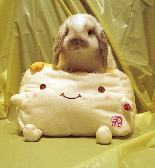 Nomnom the bunny sitting on a tofu plush toy. Mind blown.