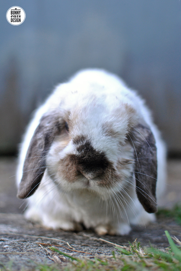 tofu-daylight-savings2