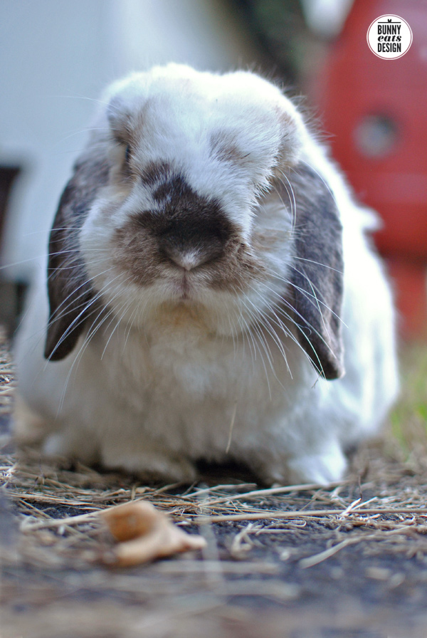 tofu-daylight-savings5