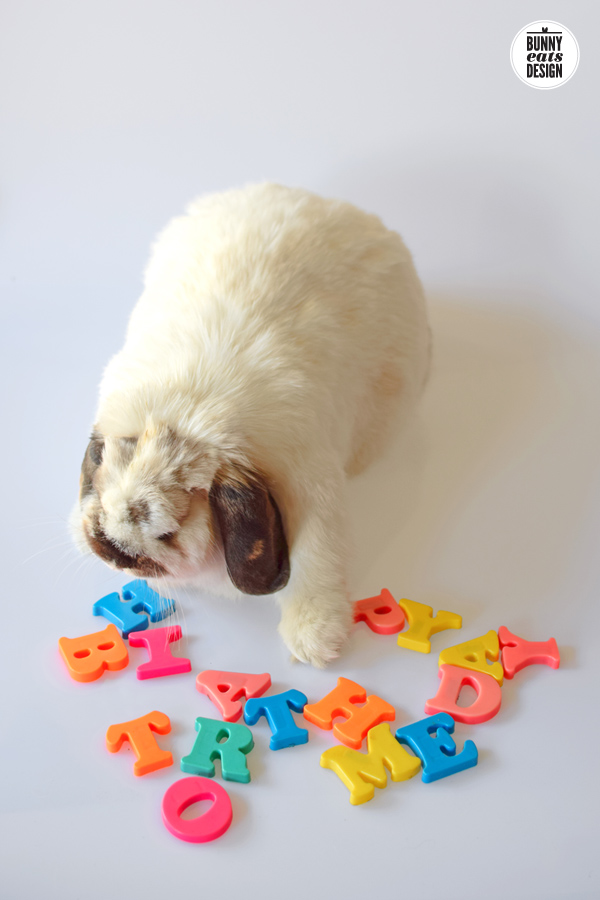 tofu-happy-birthday3