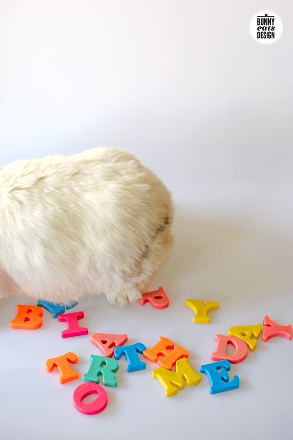 tofu-happy-birthday4