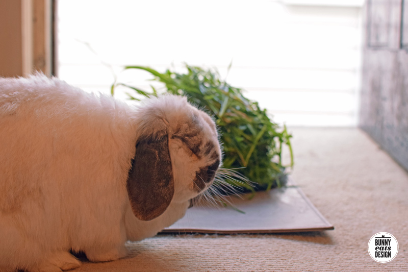 tofu-pile-of-grass004