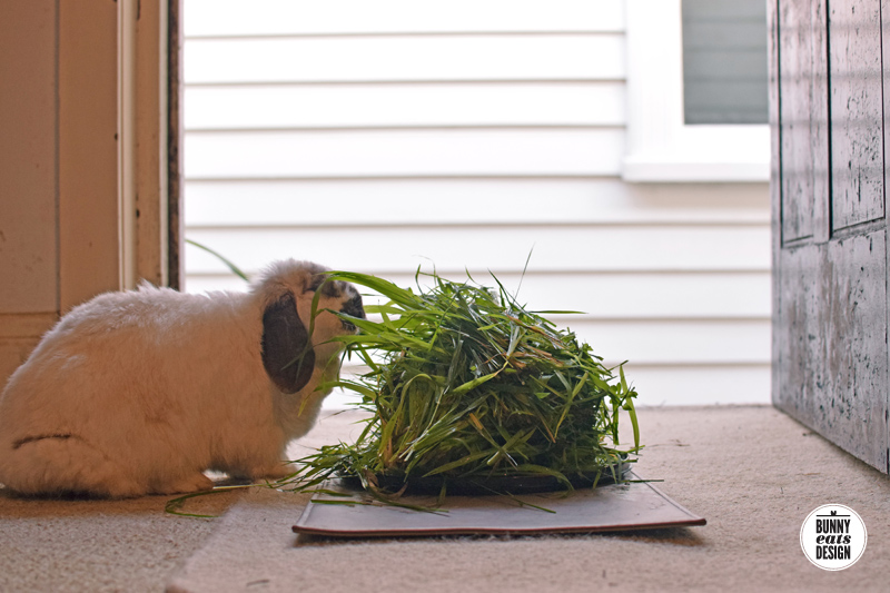 tofu-pile-of-grass005