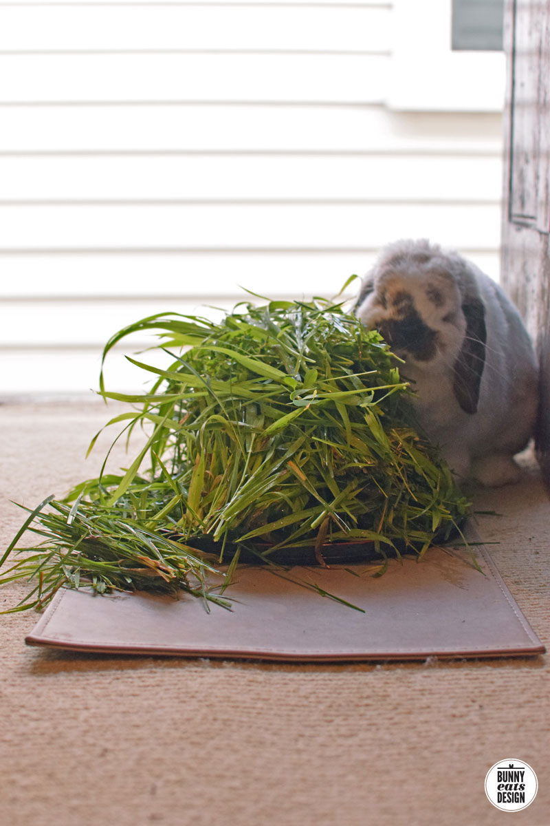 tofu-pile-of-grass010