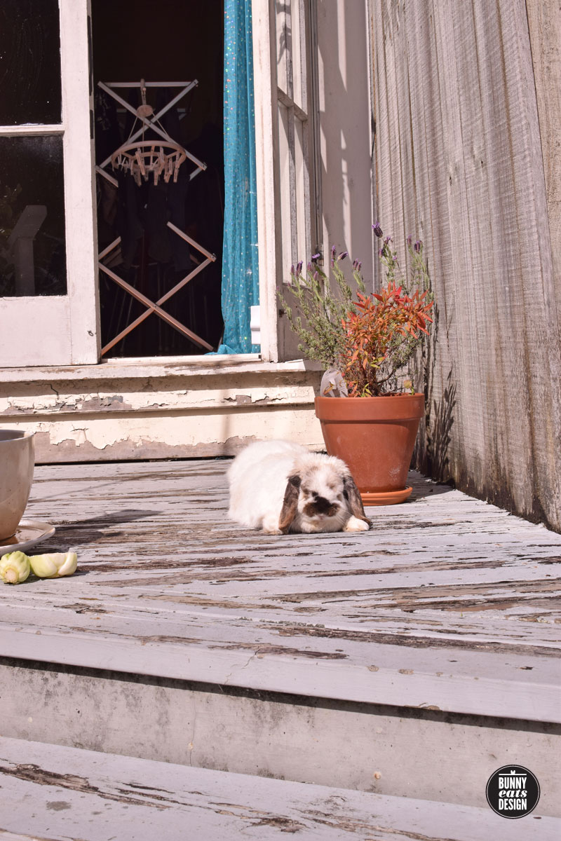 tofu-neighbours-deck