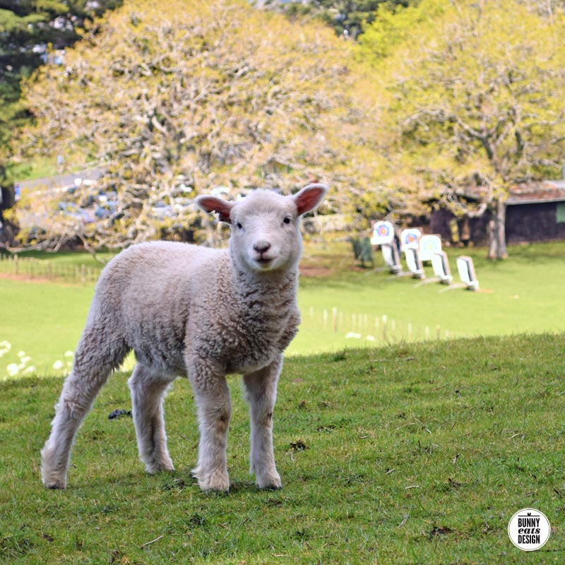 cornwallpark-lambs041