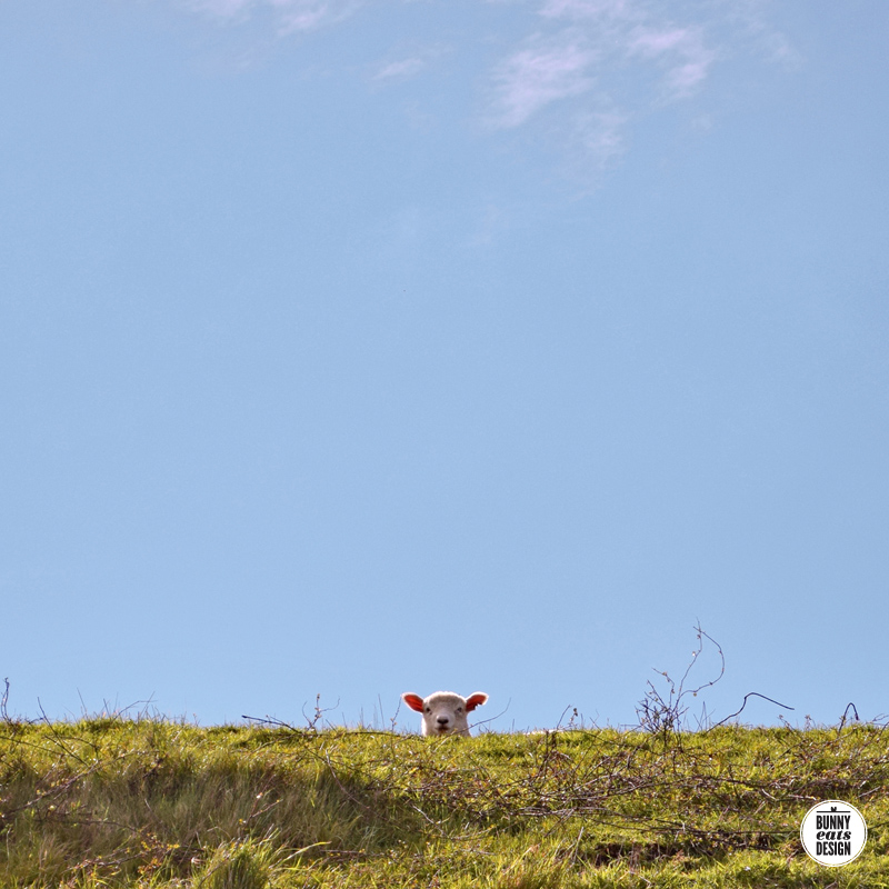 cornwallpark-lambs065