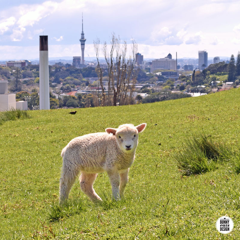 cornwallpark-lambs093