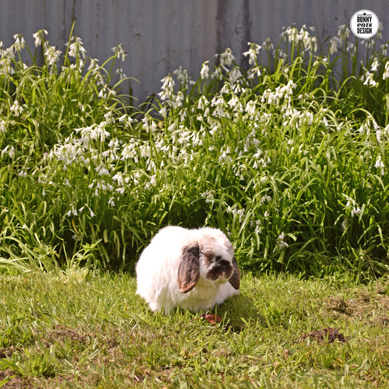 tofu-onion-weed-2015
