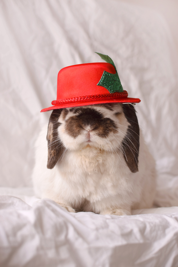 tofu-christmas-bowler04