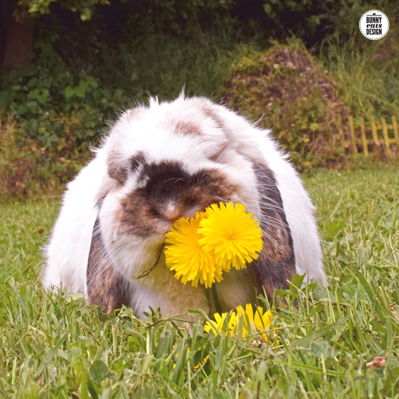 tofu-eating-dandelions-copy