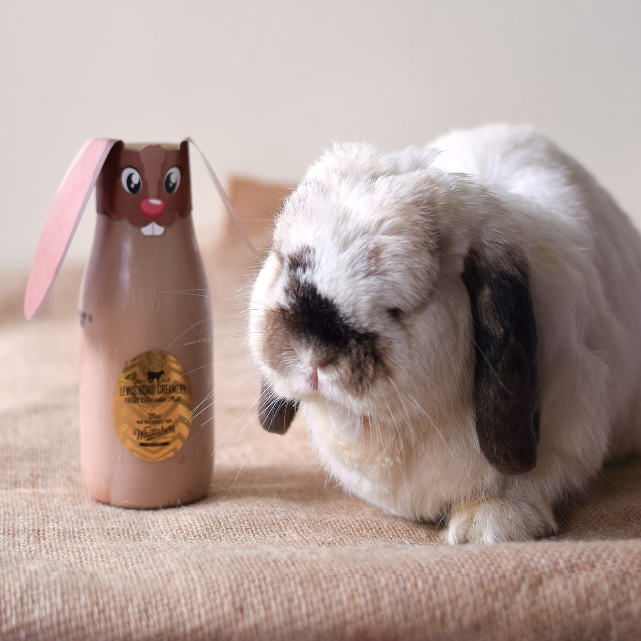 tofu-lewis-road-bunny001