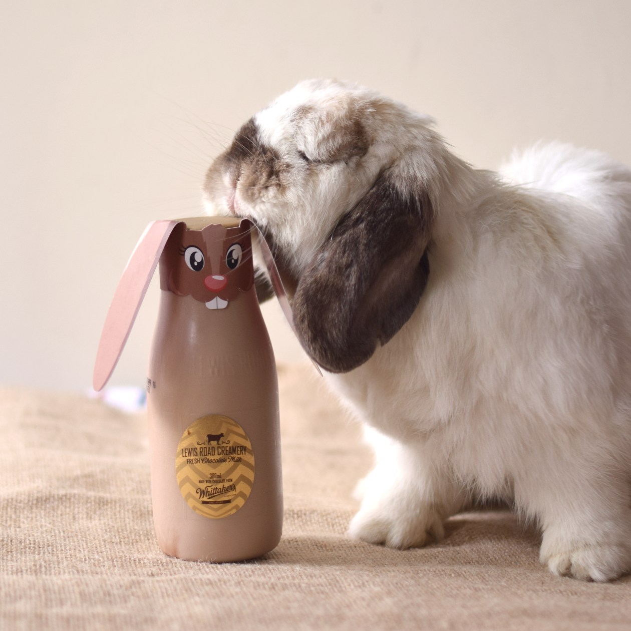 tofu-lewis-road-bunny004