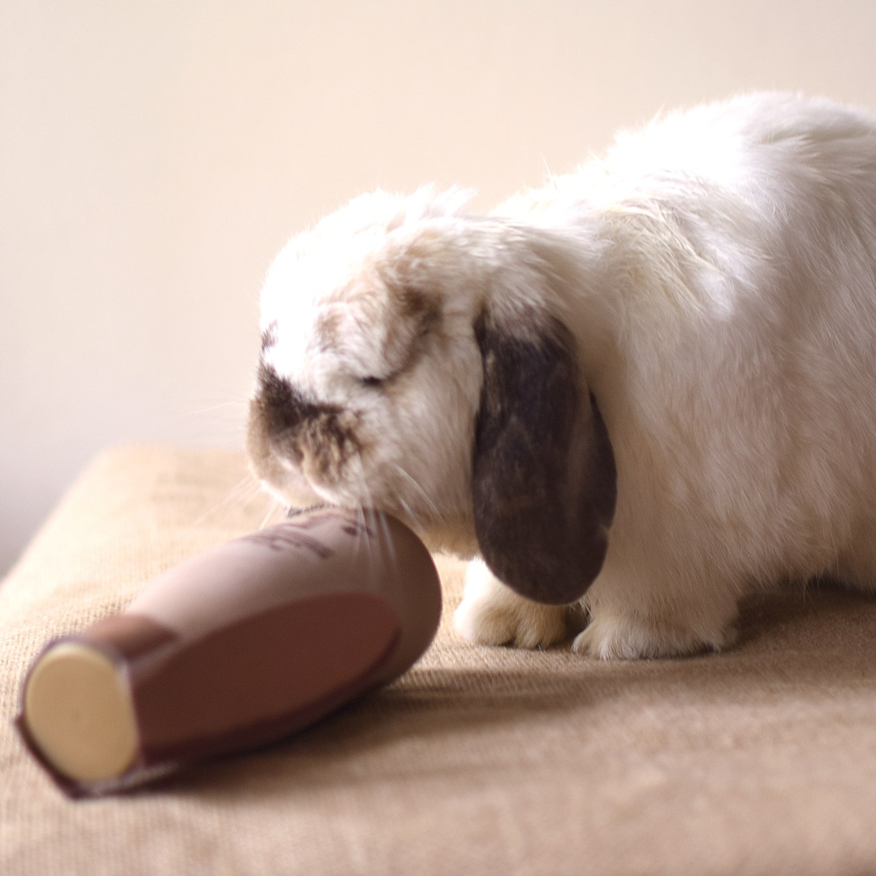 tofu-lewis-road-bunny005