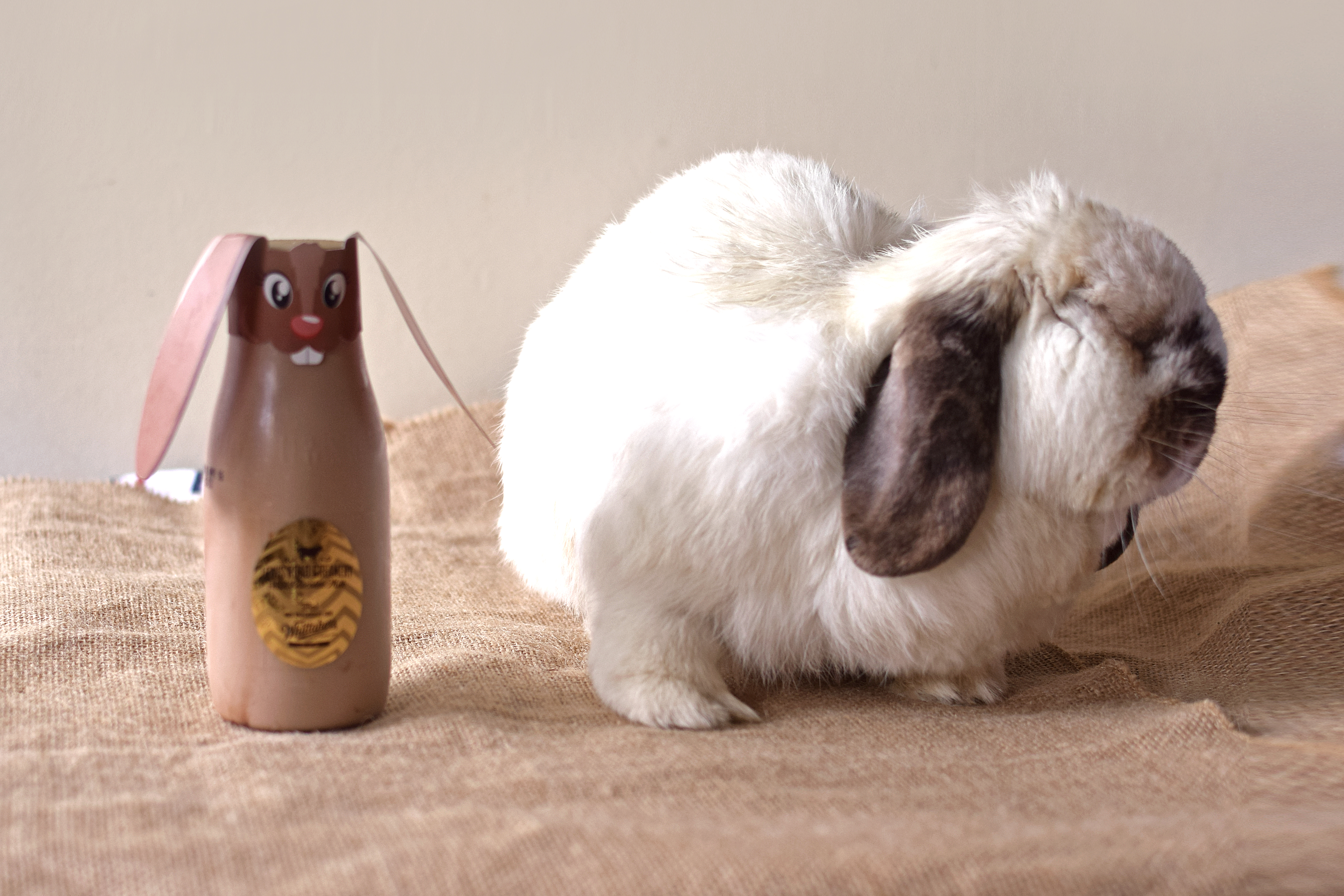 Toffee Rabbits Tofu Tuesday: Lewis Road Creamery Chocolate Milk | Bunny Eats Design