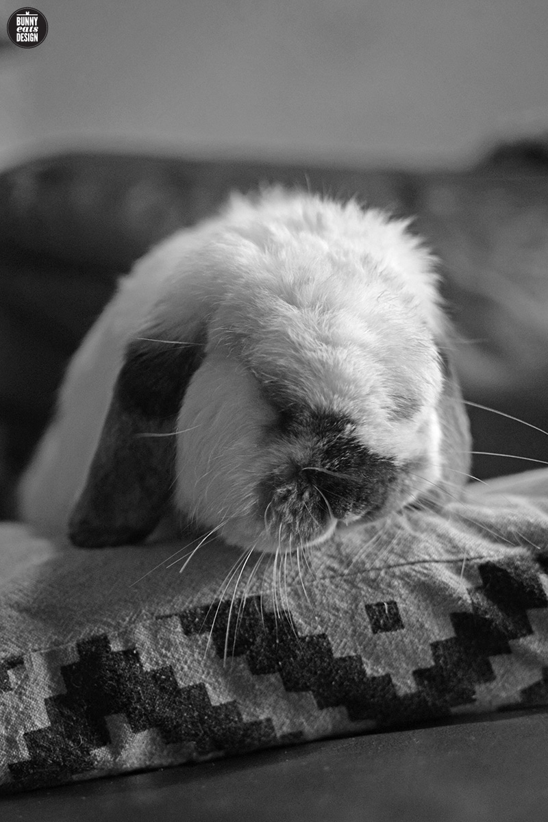 tofu-bunny-on-the-couch-june004