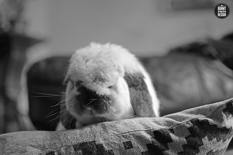 tofu-bunny-on-the-couch-june011