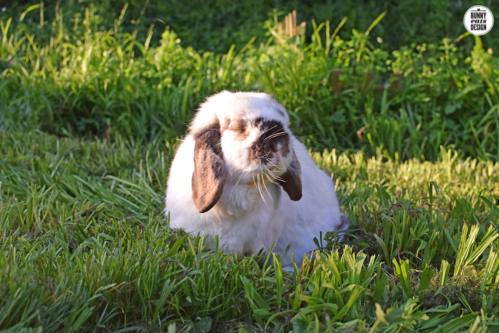 tofu-sunset-sept-015