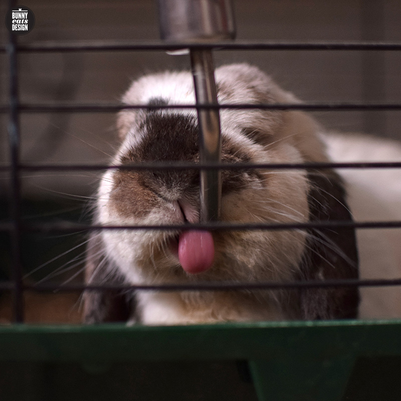 tofu-waterbottle-037