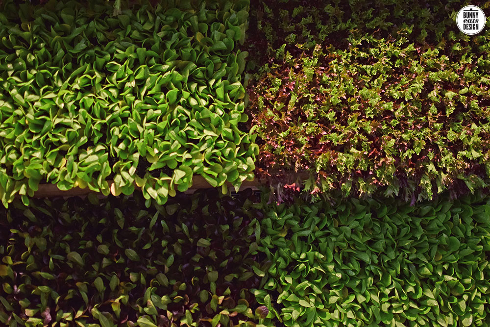 the-food-show-2017-013