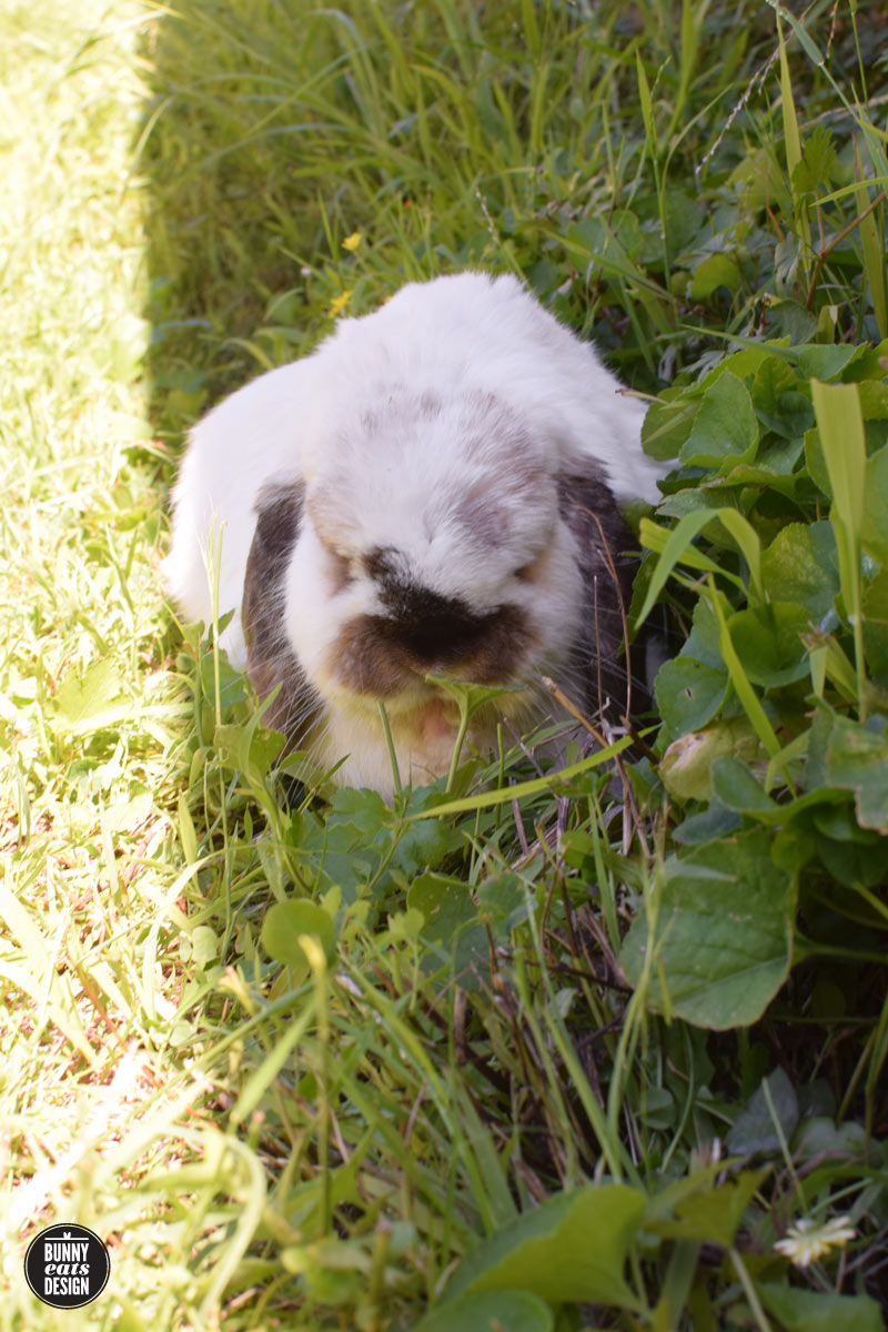 tofu-shade-march-001